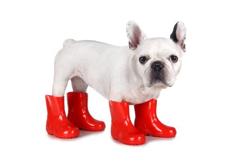 dog in red rainboots