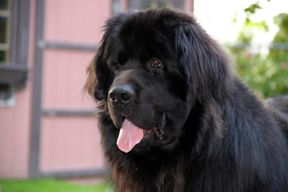 a 1 year old newfoundland dog