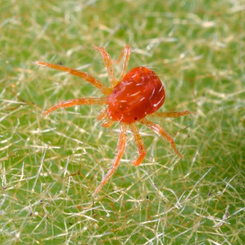 extreme close   up of spider mite, california, usa