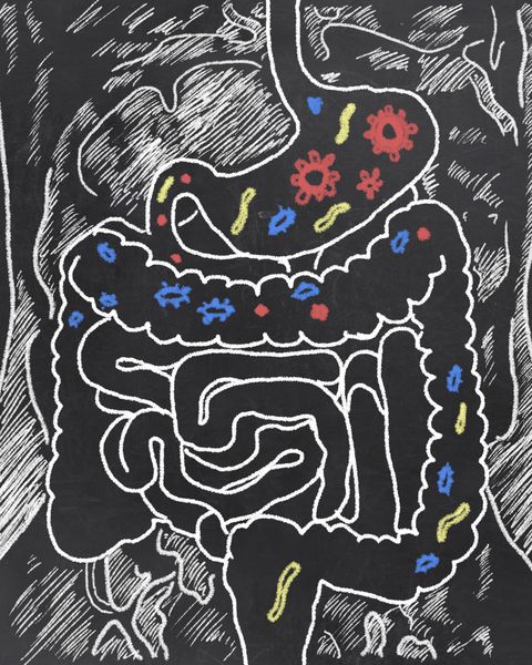 gut probiotics