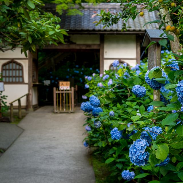 Blue, Plant, Flower, Shrub, Garden, Majorelle blue, House, Door, Annual plant, Hydrangea serrata, 