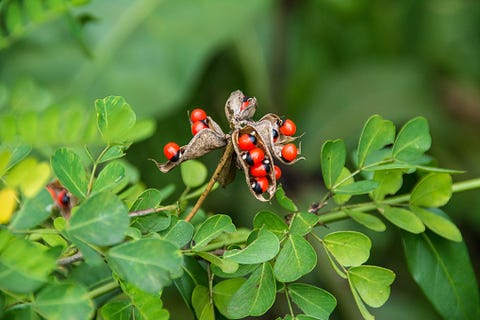 poisonous plants