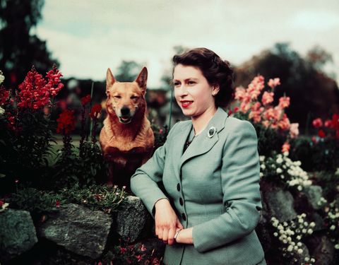 Queen Elizabeth II of England at Balmoral Castle with one of her Corgis, 28th September 1952. UPI color slide.