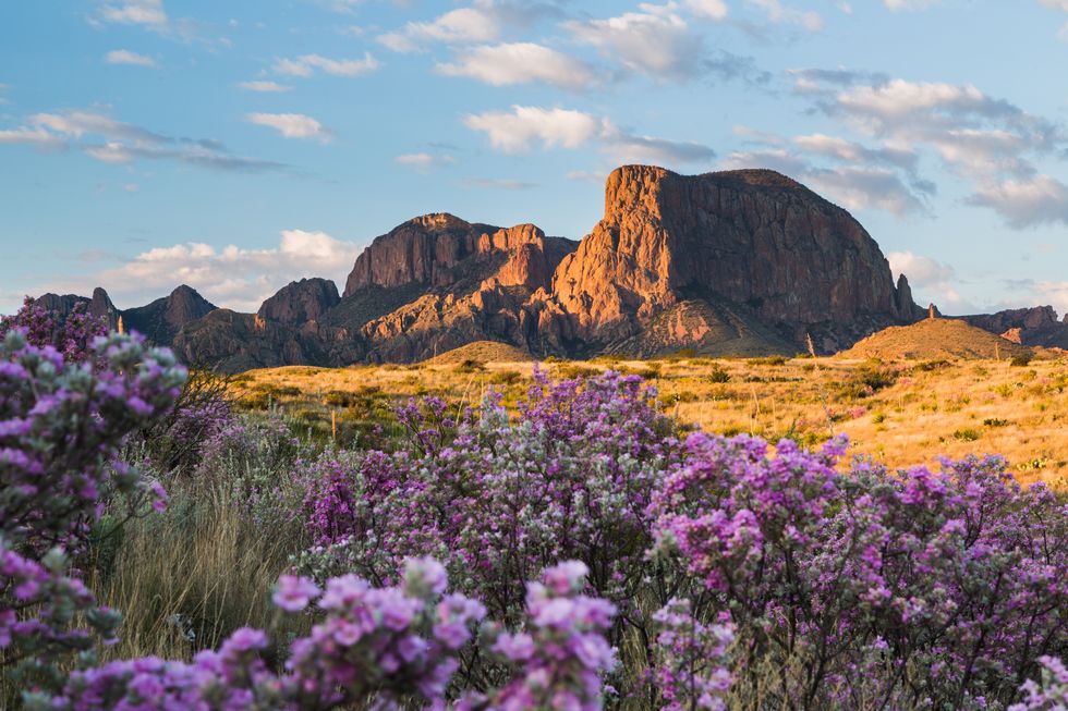 following rainfall, the desert comes alive with color as sagebrush and ocotillo bloom with the chisos mountains in the background