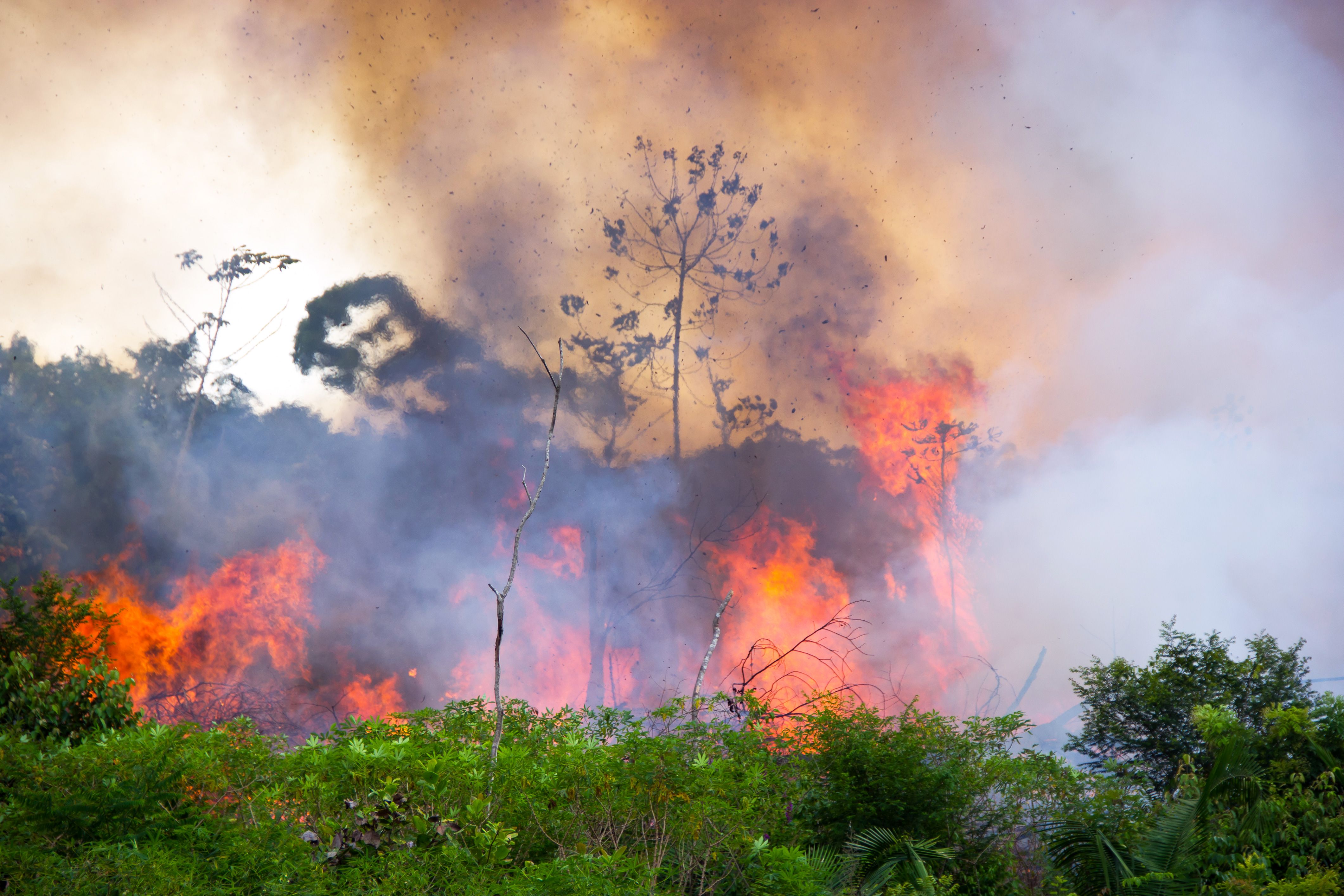Brazil's Amazon Rainforest Is Burning, Right When We Need It the Most