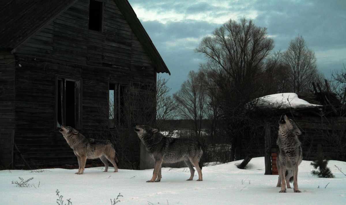 Winter, Snow, Canidae, Wildlife, Wolf, Tree, Wolfdog, Fawn, House, 