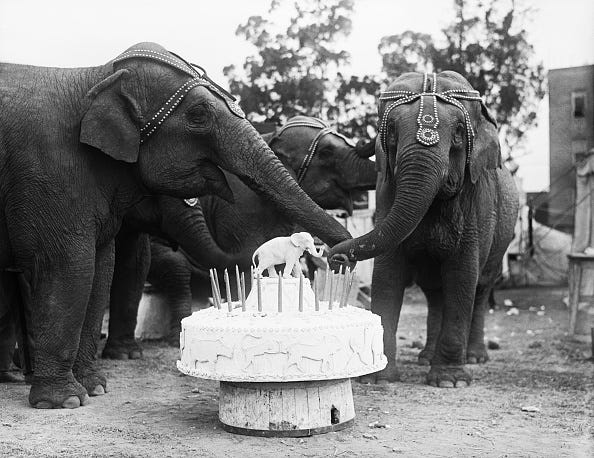 vintage birthday photos (original caption) 4/8/26 los angeles, california: ruth, the 4 ton elephant, at the al g. barnes circus celebrating her 30th birthday. ruth had all her fellow elephants at the party and also a 150 pound birthday cake 6 feet in diameter with thirty candles. bpa2 #1472