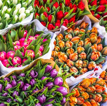Natural foods, Flower, Plant, Local food, Flowering plant, Tulip, Spring, Fruit, Groundcover, Market, Natural foods, Flower, Plant, Local food, Flowering plant, Tulip, Spring, Fruit, Groundcover, Market,