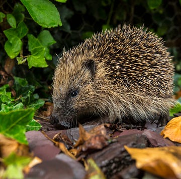 Western Hedgehog - British Isles