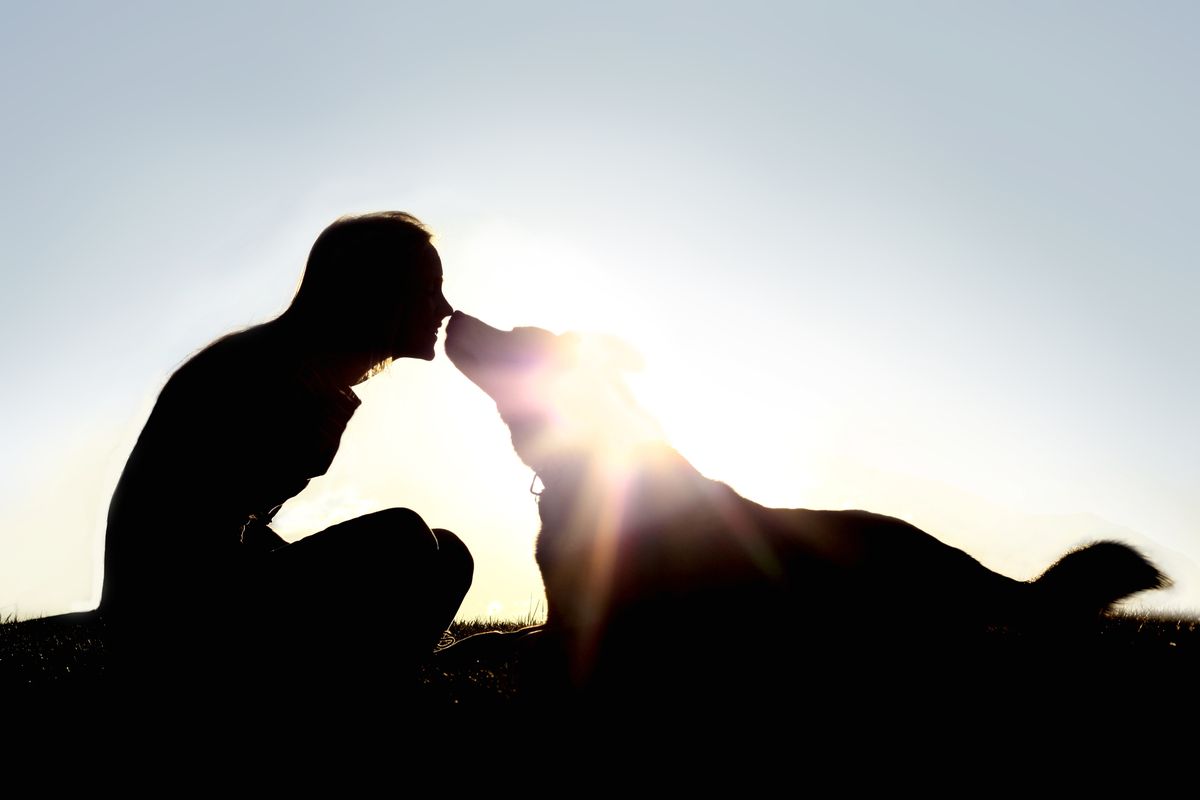 a silhouette of a happy young woman is sitting outside at sunset lovingly kissing her large german shepherd mix breed dog