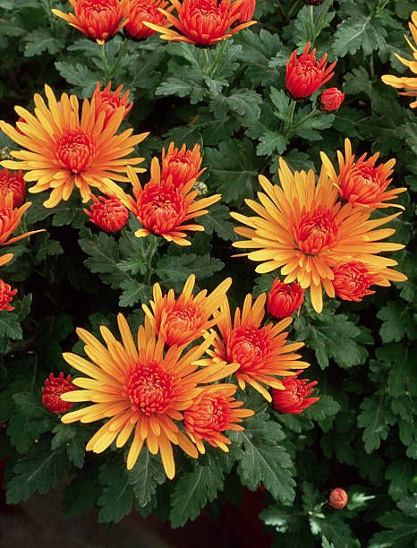 25 Best Fall Flowers That