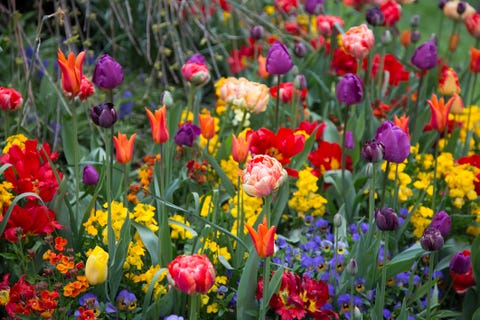 how to grow summer bulbs