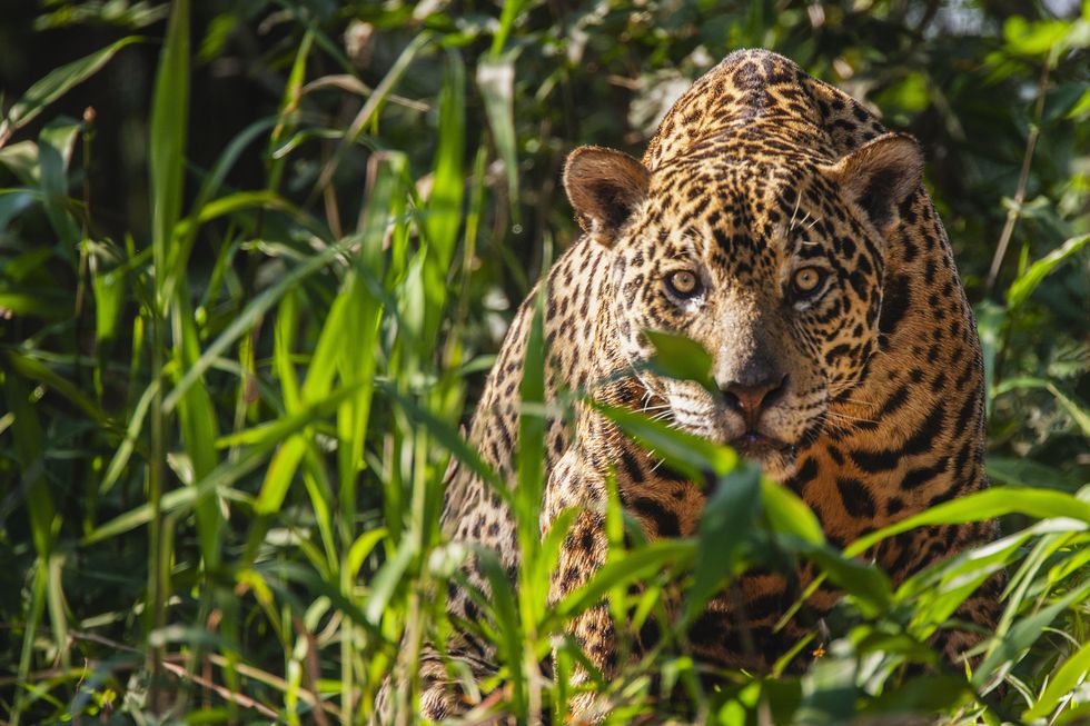 a close up of a wild jaguar panthera onca alert with anticipation, pantanal, brasil, south america