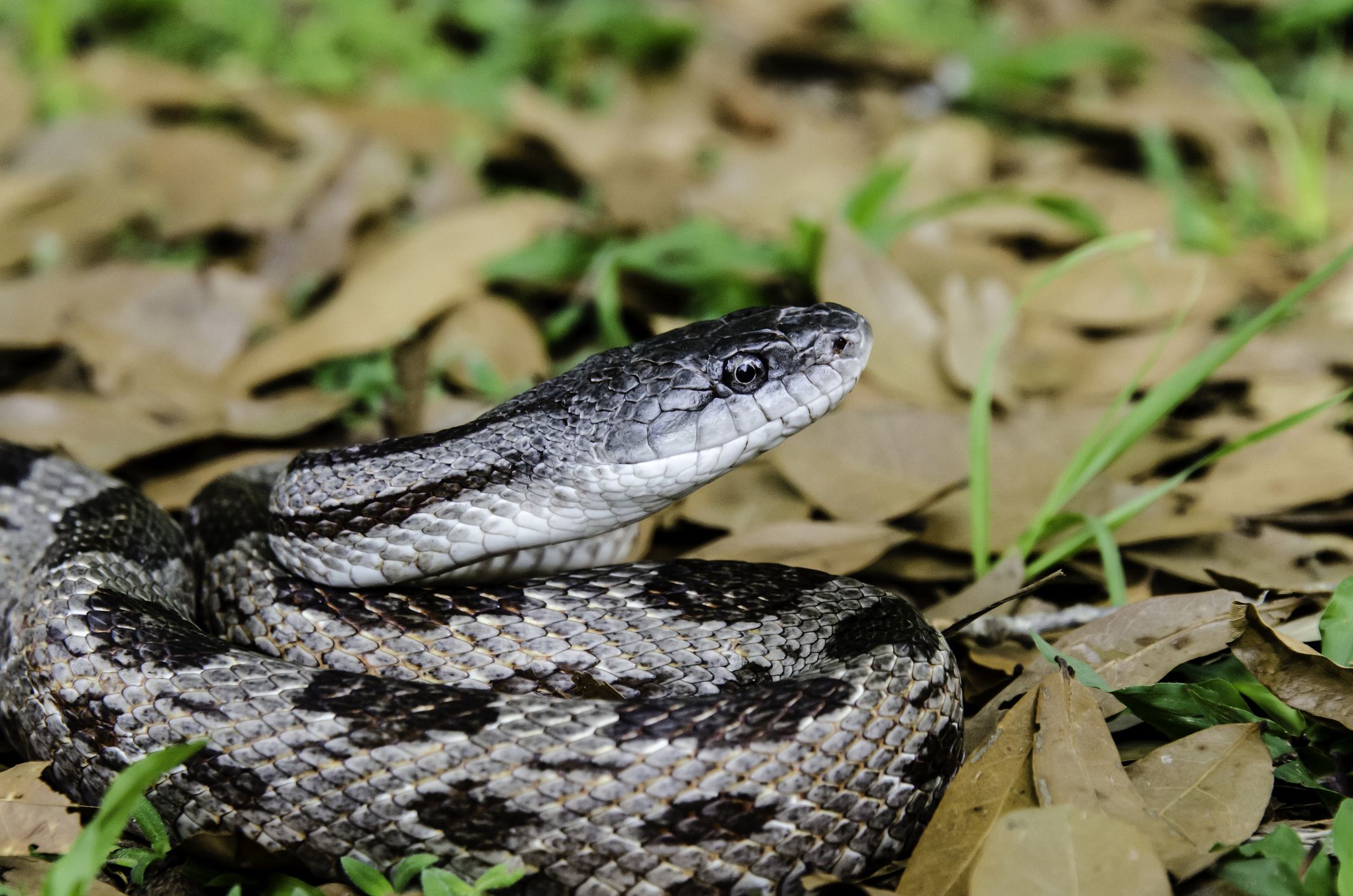 Cuál es la mejor serpiente para tener como mascota en casa?