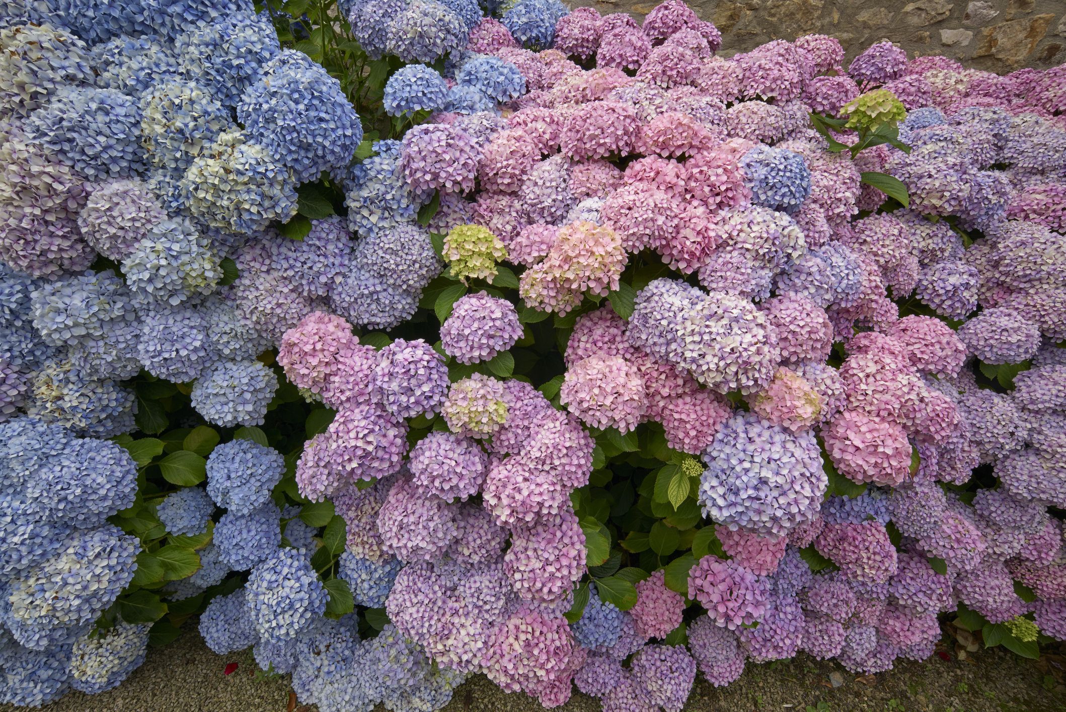 When To Plant Hydrangeas In 2024 For Full Long Lasting Flowers   Gettyimages 520986292 64c936cbee182 