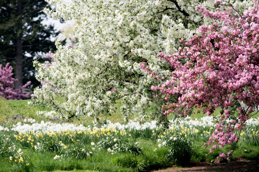 new york botanical garden