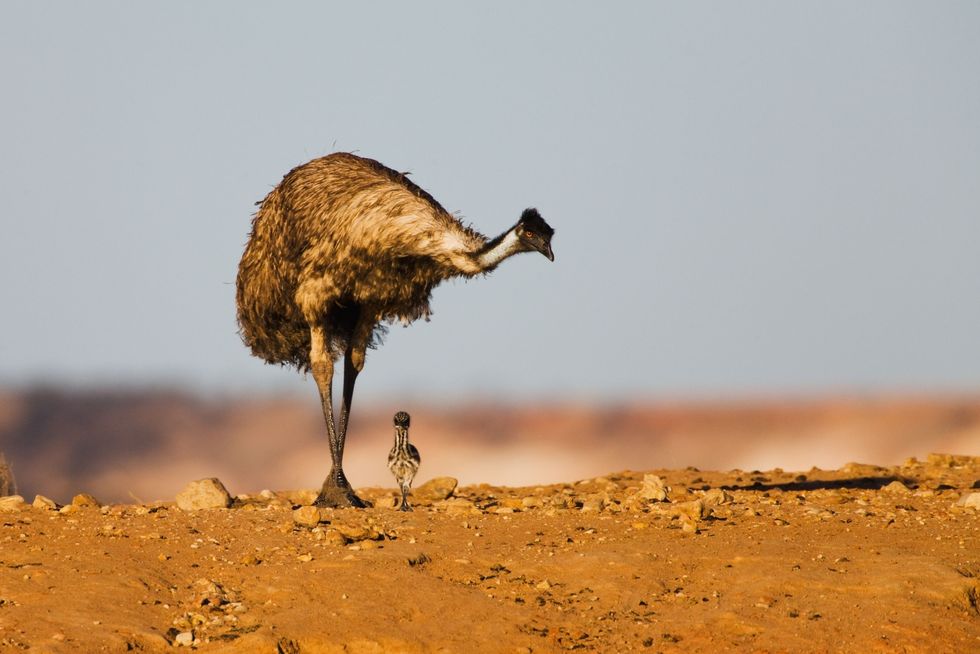In NieuwZuidWales houdt een mannelijke emoe zijn jonge kuiken in de gaten om het voor roofdieren te behoeden De mannetjes van de soort zijn verantwoordelijk voor het uitbroeden en grootbrengen van de kuikens