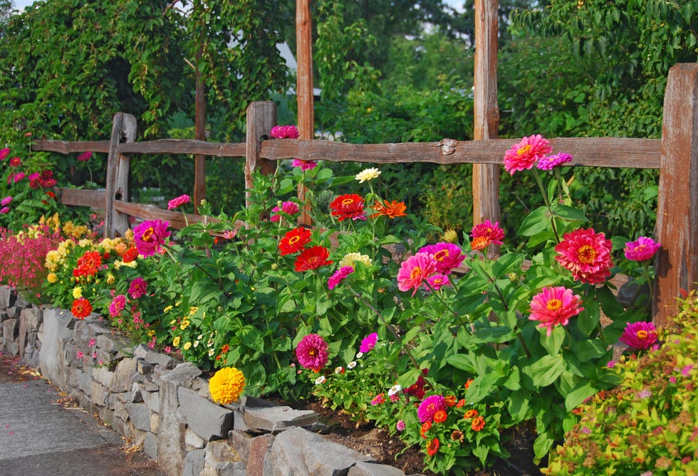 zinnias