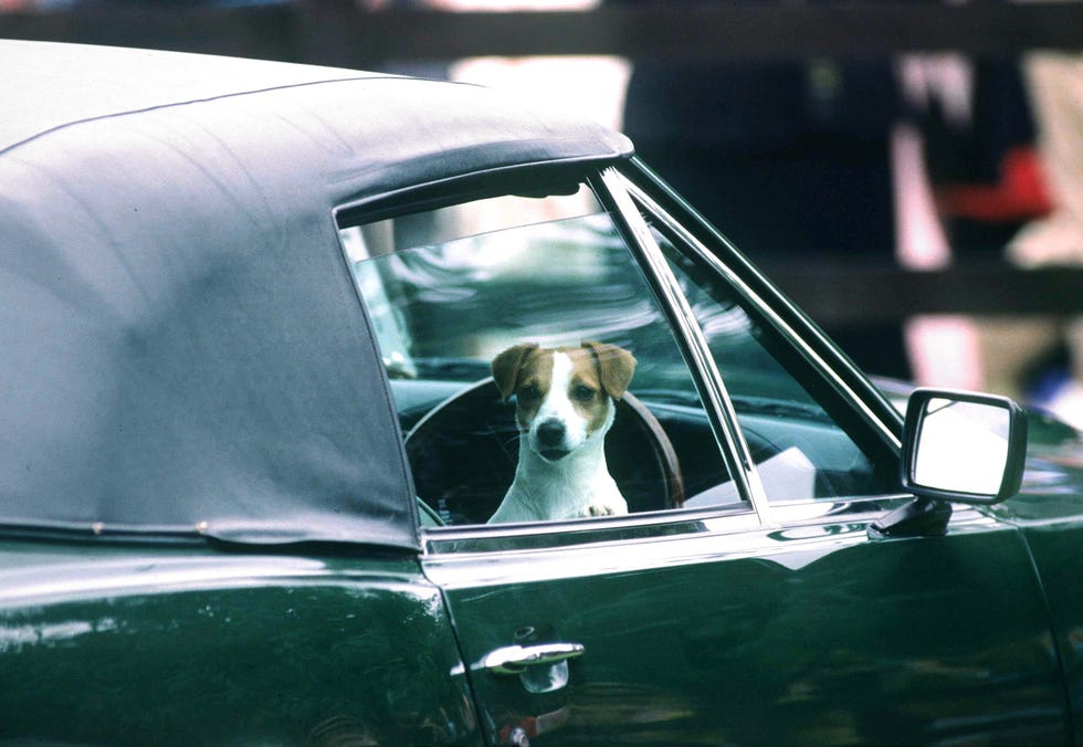 windsor, united kingdom july 26 prince charless jack russell terrier dog waiting in his green aston martin volante convertible sports car while his master plays in the cartier international polo match at smiths lawn windsor photo by tim graham photo library via getty images