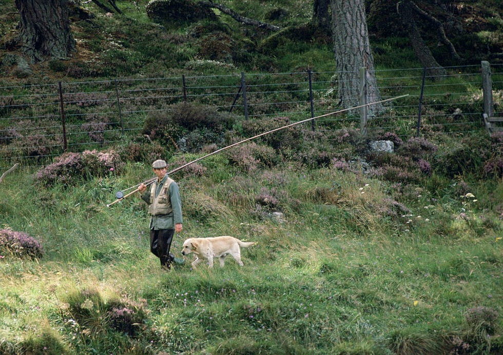 balmoral, united kingdom september 03 prince charles walking with his labrador dog called harvey after fishing in the river dee on the balmoral castle estate exact day date not certain photo by tim graham photo library via getty images