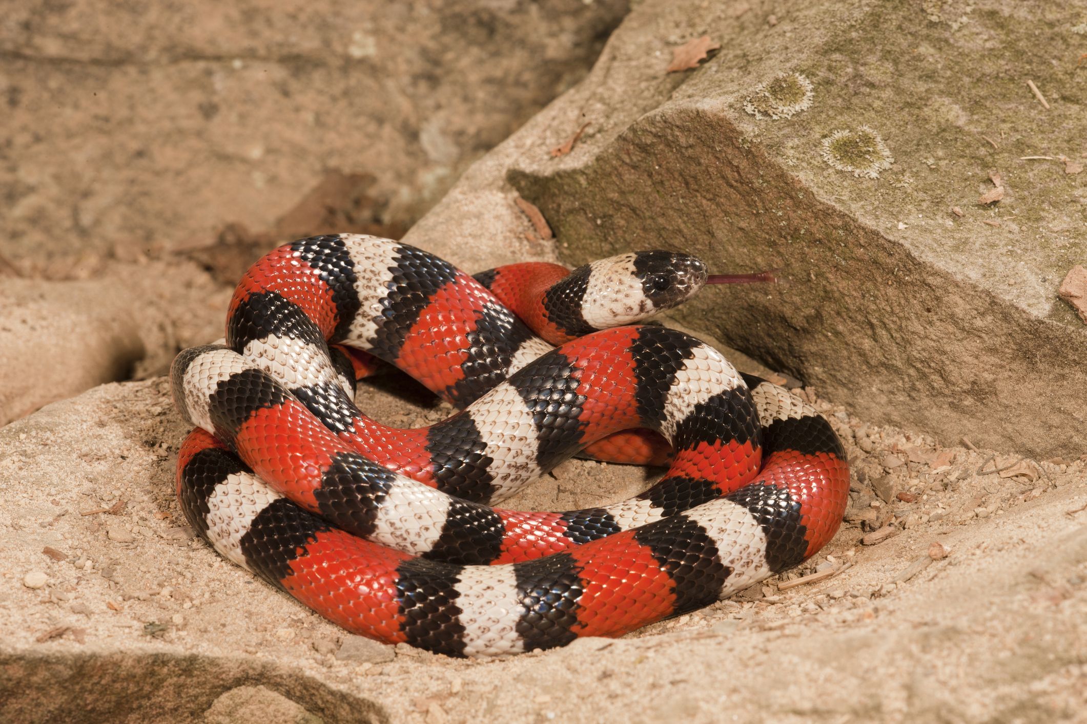 Cuál es la mejor serpiente para tener como mascota en casa?