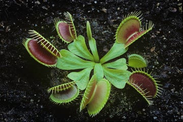 venus atrapamoscas
