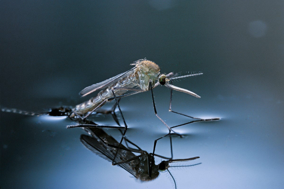 We Found 14 Plants That Repel Mosquitos Like MAGIC