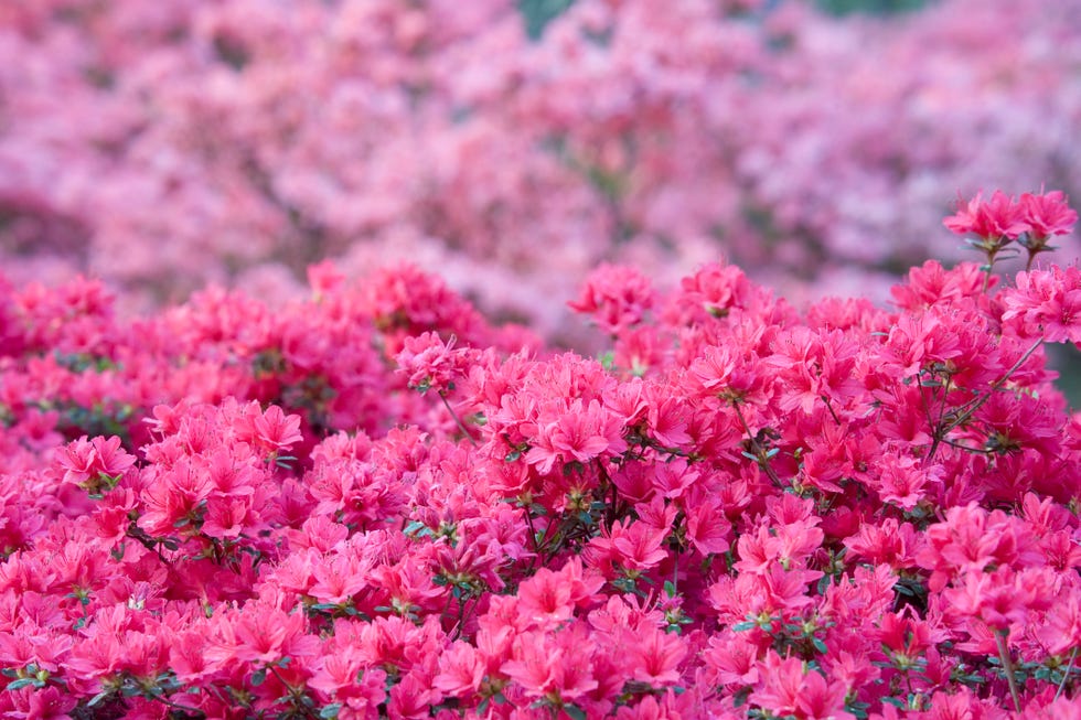 azaleas