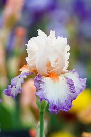 close up of the flower of iris folie douce cayeux