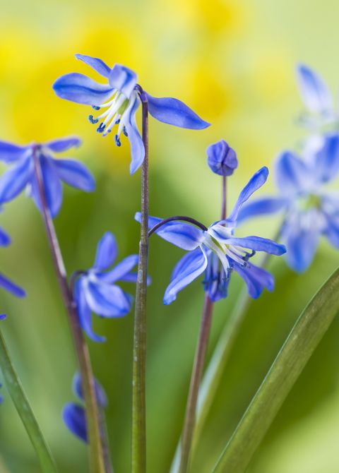 close up of blue flowers of scilla siberica  siberian squill agm, bulb