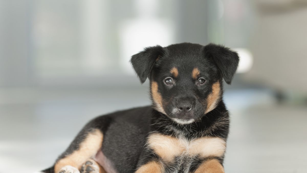 Casa para perros de raza pequeña – Do it Center