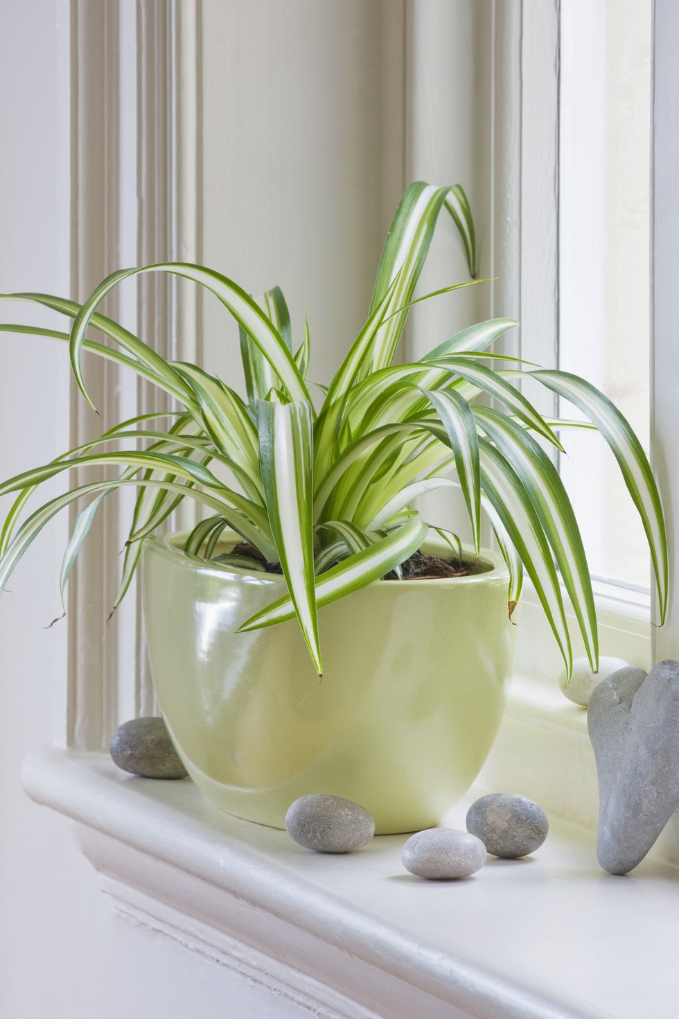 Plantas de pouca luz perfeitas para espaços interiores - Colvin