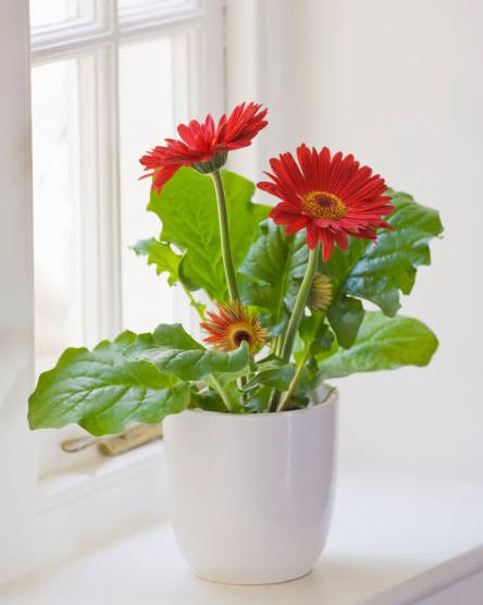 designer clare matthews houseplant project red gerbera in white container