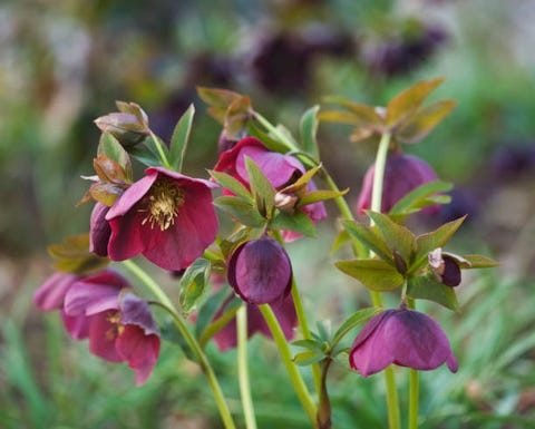 ragley hall, warwickshire the winter garden with helleborus harvington reds