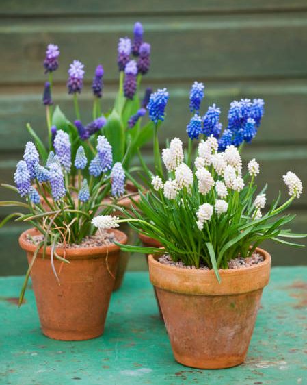 richard hobbs garden, norfolk terracotta containers planted with muscari white magic, valerie finnis mount hood and latifolium
