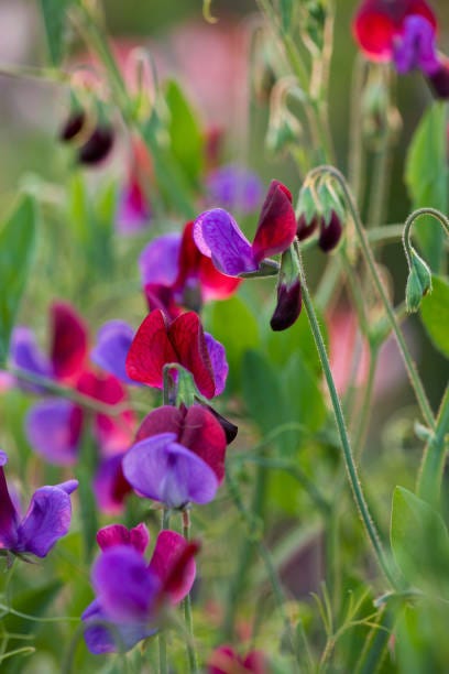 easton walled gardens, lincolnshire sweet pea lathyrus odoratus matucana