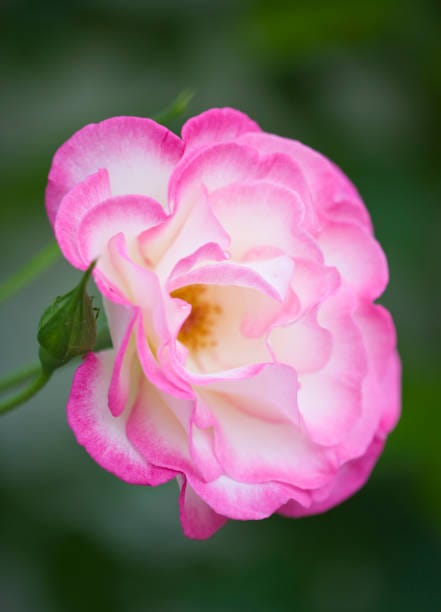 grange court, guernsey climbing rose rosa handel growing in the glasshouse