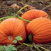 three pumpkins rest together still on the vine in a kent, washington field usa three pumpkins rest together still on the vine in a kent, washington field usa