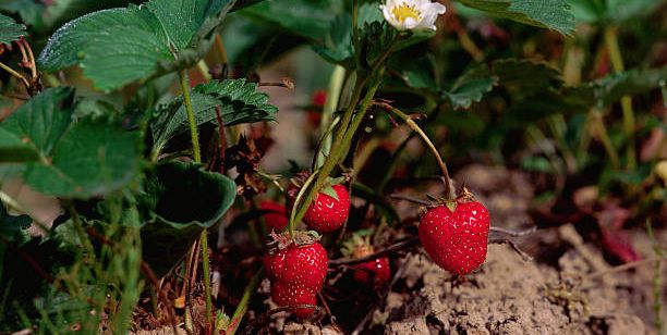 organically grown strawberries ready for harvest at cascadian farm in rockport, washington location cascadian farm, rockport, washington, usa
