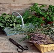 baskets of lavender, sage, chives, dill, and other herbs stand beside potted basil plants