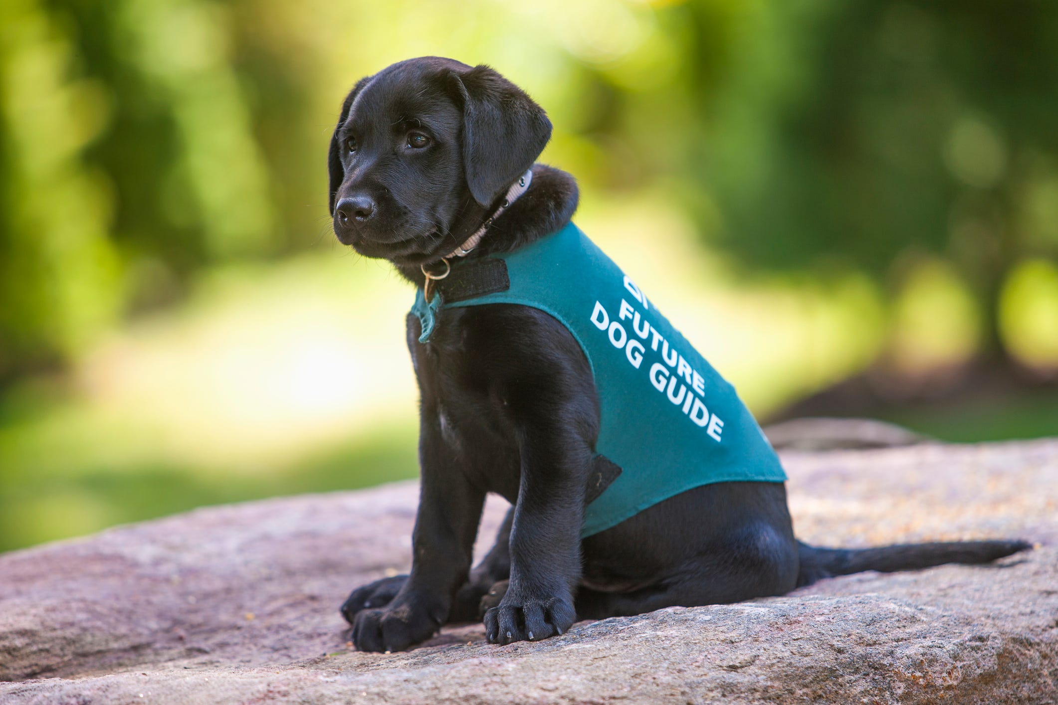 how many guide dogs are in australia