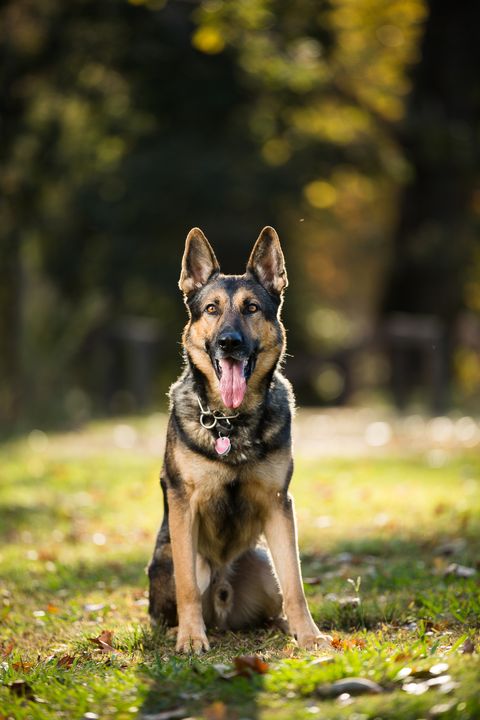 a german shepherd dog sits in green grass with the sun behind with trees out of focus in the background