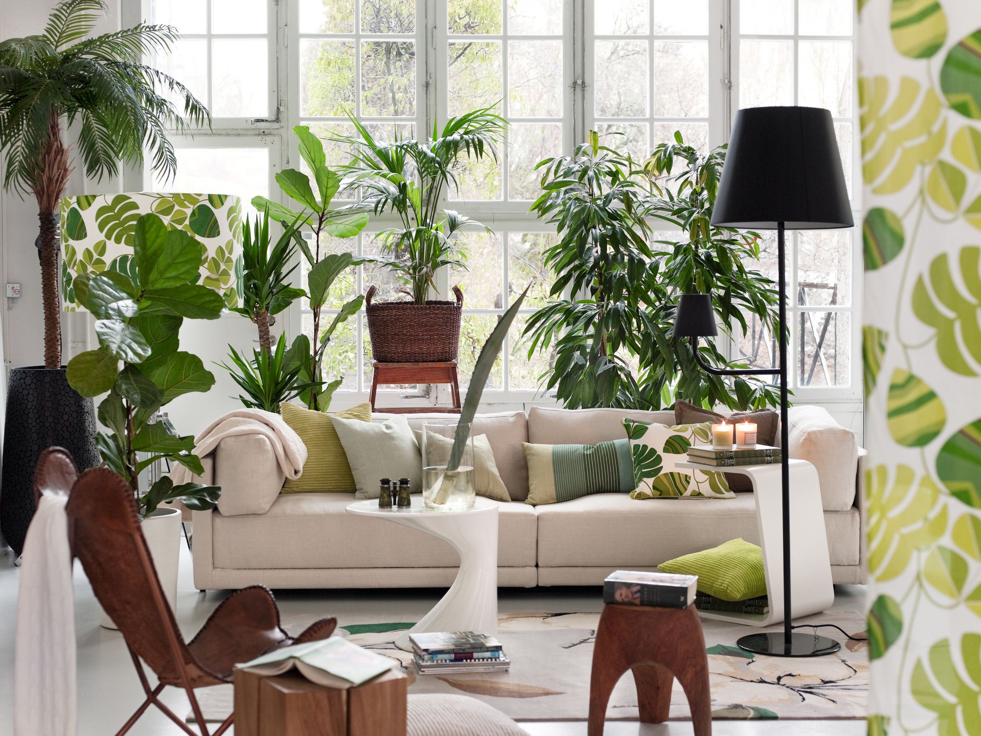 20 Best Air Purifying Plants - Top Houseplants to Purify Air