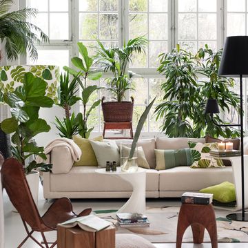 best air purifying plants living room with potted plants