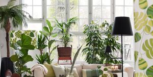 best air purifying plants living room with potted plants