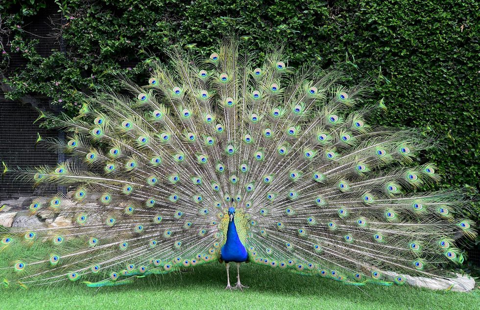 Peafowl, Bird, Feather, Galliformes, Phasianidae, Tail, Tree, Grass, Wing, Plant, 
