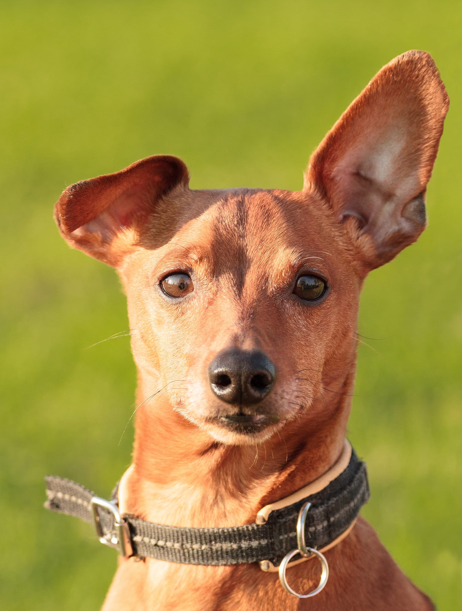  Can Cats And Dogs Understand Human Language 