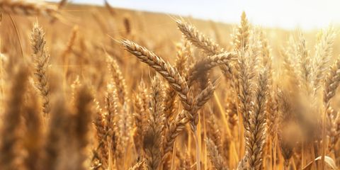 Grain, Malt, Cereal germ, Food grain, Triticale, Rye, Khorasan wheat, Einkorn wheat, Whole grain, Emmer, 
