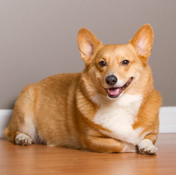 corgi gales