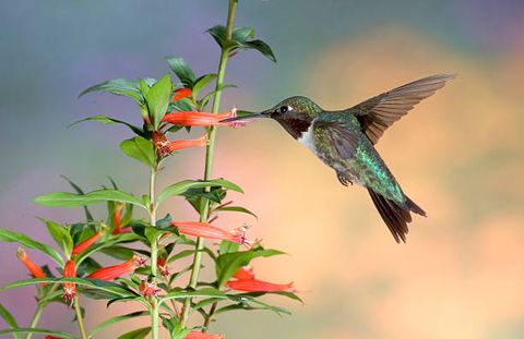 26 Best Flowers for Attracting Hummingbirds to Your Garden